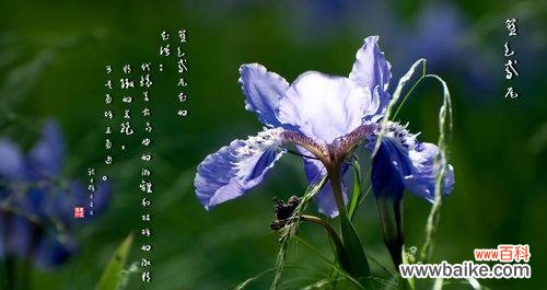 花开寓意、文化象征与心灵抚慰 鸢尾的花语