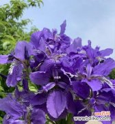 花开寓意、文化象征与心灵抚慰 鸢尾的花语