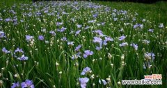 揭开鸢尾花的神秘密码，探寻它的深刻内涵 鸢尾花的花语与寓意