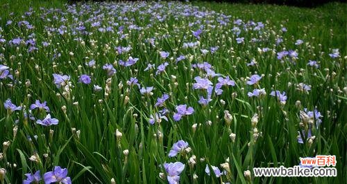 揭开鸢尾花的神秘密码，探寻它的深刻内涵 鸢尾花的花语与寓意