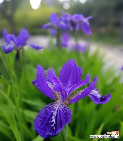 探索鸢尾草花语所传达的情感与寓意 鸢尾草花语的深意