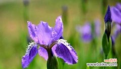 探索鸢尾草花语所传达的情感与寓意 鸢尾草花语的深意