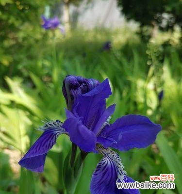 揭秘鸢尾花背后的含义和故事 鸢尾花的花语与传说