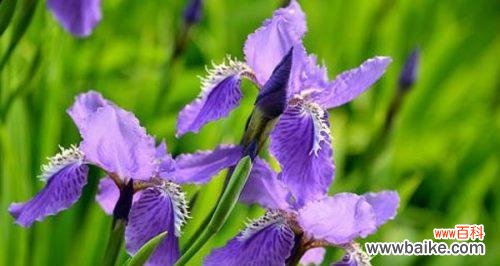 揭秘鸢尾花背后的含义和故事 鸢尾花的花语与传说
