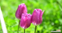 揭秘郁金香的美丽寓意与文化价值 郁金香的象征意义及历史传承