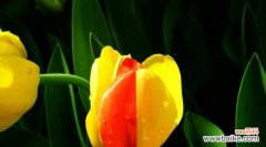 解读郁金香的神秘之美 郁金香的花语和传说