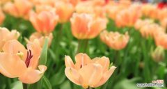 探索郁金香的花语 郁金香——花语和寓意