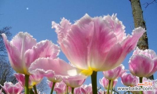 郁金香的花语与情感表达 郁金香的花语及其意义解读