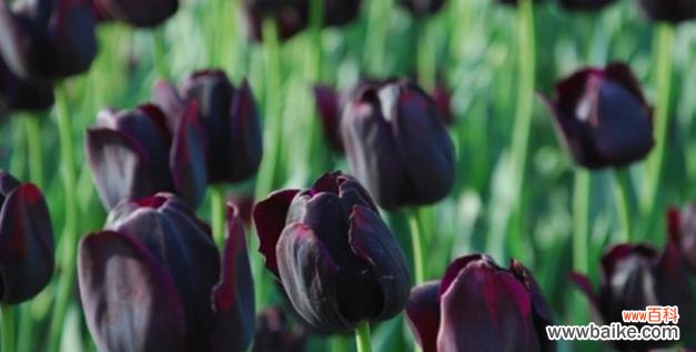 揭开郁金香深意的花海奇观 郁金香