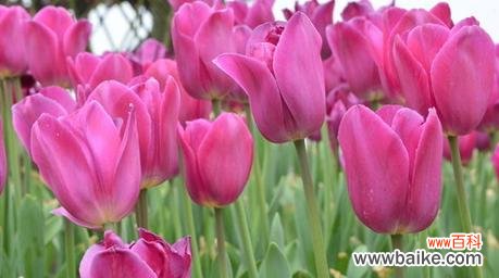 探索郁金香背后的意义与象征 郁金香的寓意与象征