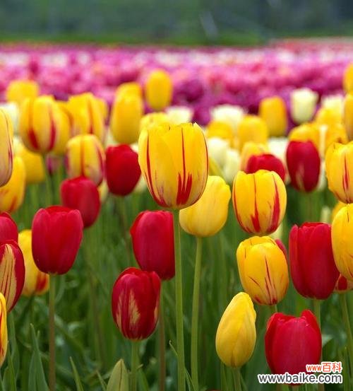 探寻郁金香的多重内涵 郁金香的寓意与象征