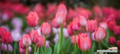 探寻郁金香的象征意义与文化价值 郁金香的寓意是什么