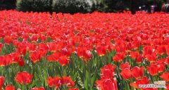探索郁金香的神秘世界 郁金香之花语与寓意