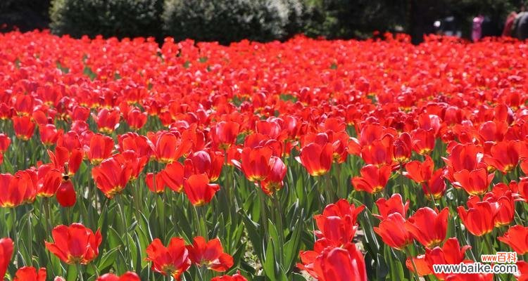探索郁金香的神秘世界 郁金香之花语与寓意