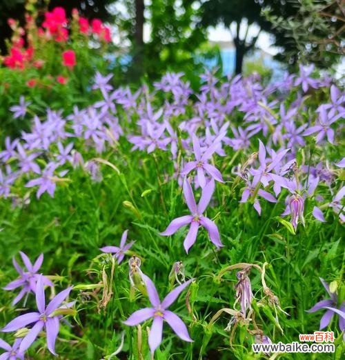 同瓣草的花语代表了什么?