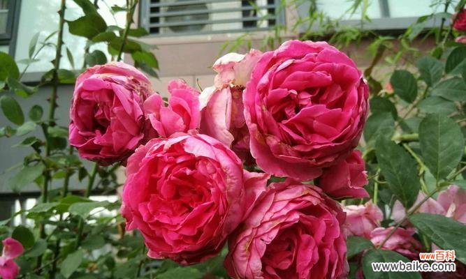 即将毕业学姐们的花语是什么?如何用花语表达毕业的情感?