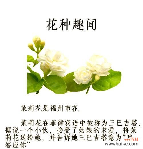 茉莉花的花语有何深意？它通常象征着什么？