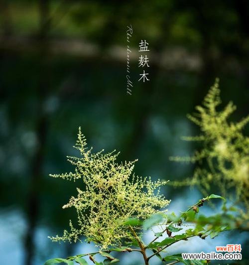 圆形状的花语有何含义？它代表了什么？