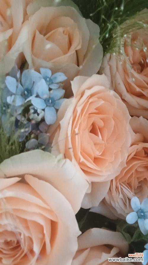 红玫瑰花最美丽的花语是什么?它有什么特别的含义吗?