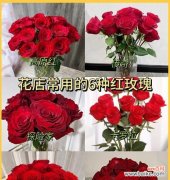 红玫瑰花最美丽的花语是什么？它有什么特别的含义吗？