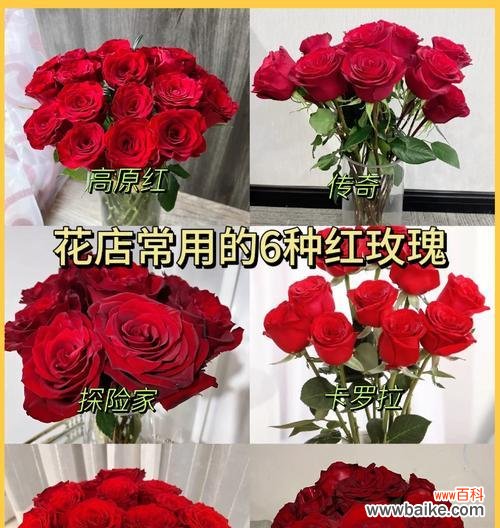 红玫瑰花最美丽的花语是什么?它有什么特别的含义吗?