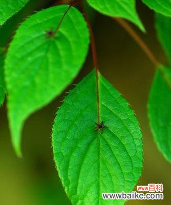 绿色魔杖花的花语有何特殊含义?如何用它来表达情感?