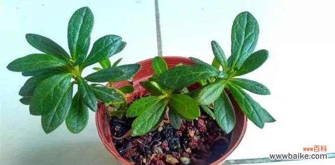 绿色魔杖花的花语有何特殊含义?如何用它来表达情感?