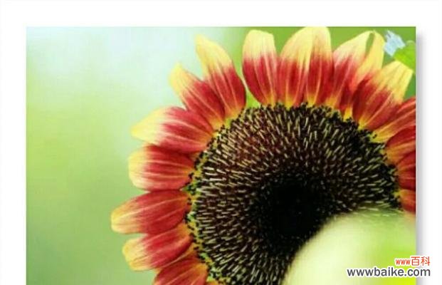 心灵花语因爱而生有何深意？它表达了什么？