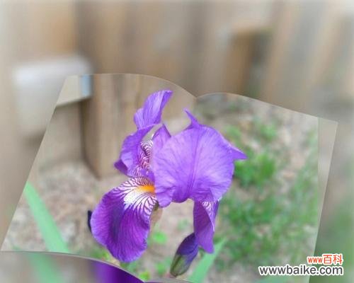 心灵花语因爱而生有何深意？它表达了什么？