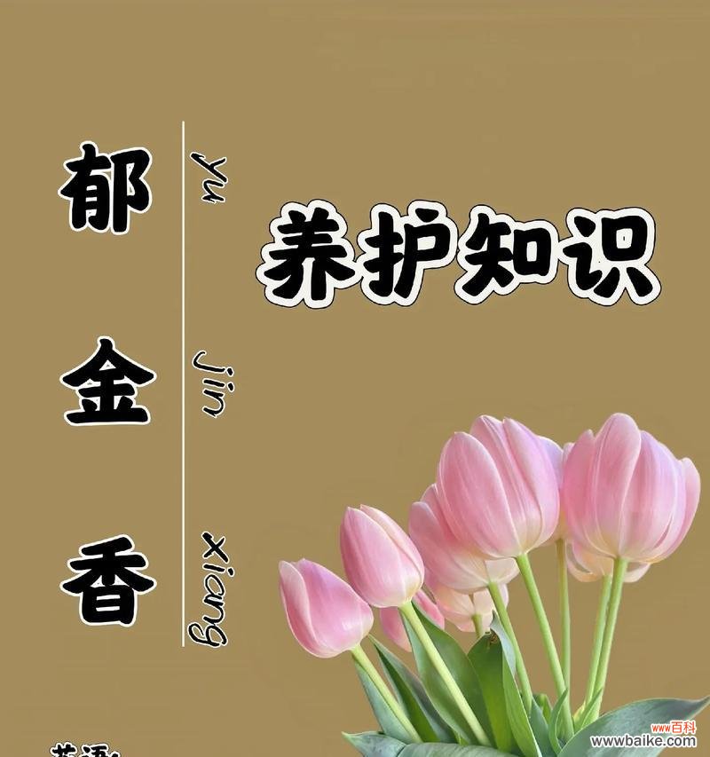 紫郁金香代表了什么?它的花语有何寓意?