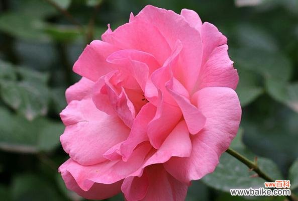 探索月季的花语，品味它背后的情感意义 月季的花语