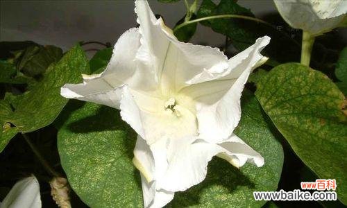 揭开月光花的神秘面纱，探寻其含义与象征 月光花的花语与寓意