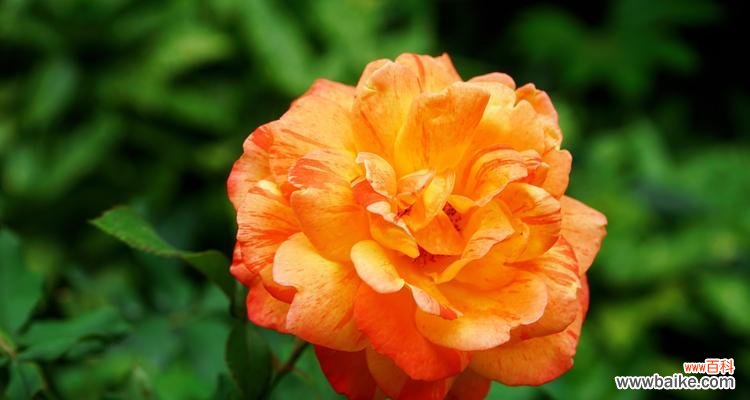 了解月季花的花语,解读爱情和感情的秘密 月季花的花语