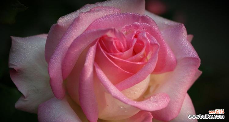 探索月季花的深层含义 月季花的花语与寓意