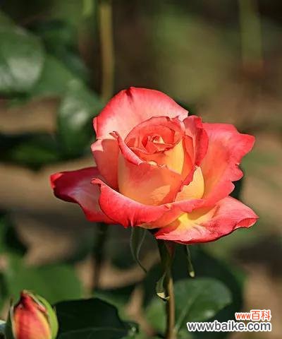 探索月季花的深层含义 月季花的花语与寓意