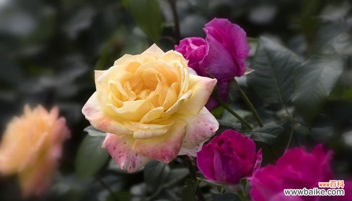 探索月季花的深层含义 月季花的花语与寓意