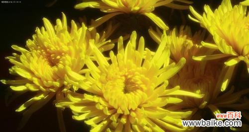 传递情感的月季与菊花之语 花开花谢,花语在心