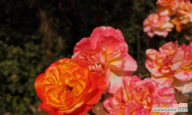 探索月季花的情感符号,解读花朵的意义 月季花的花语与寓意