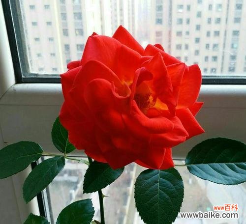 以月季花语为引，探寻生活中的快乐和希望 月季花语