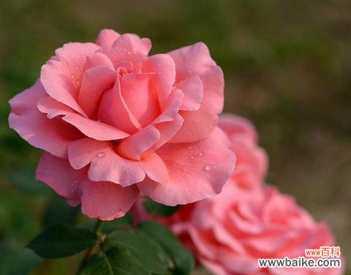 以月季花语为引，探寻生活中的快乐和希望 月季花语