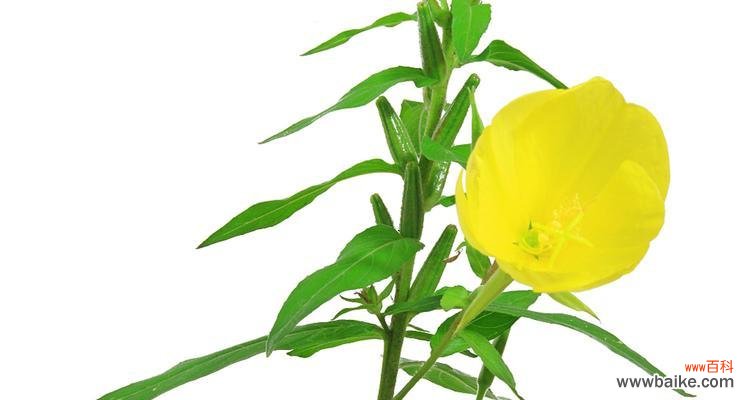 揭开月见草的神秘面纱 月见草花语传说之美