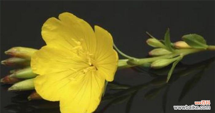 揭开月见草的神秘面纱 月见草花语传说之美