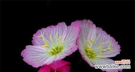 揭开月见草的神秘面纱 月见草花语传说之美