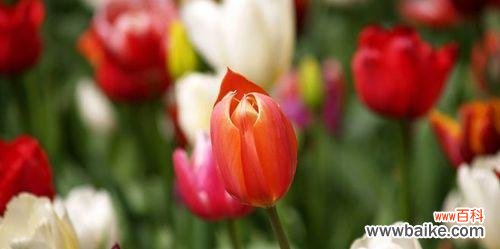 探寻郁金香的美丽语言与象征意义 郁金香花语及其深层寓意