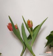 郁金香开花时间 郁金香