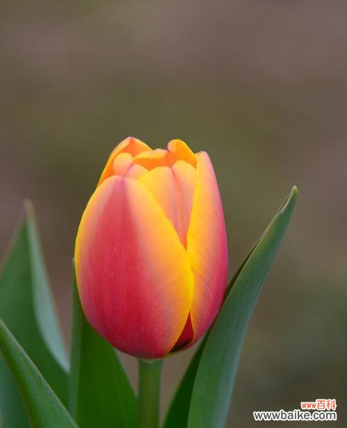 探索郁金香的象征意义和历史影响力 郁金香花的寓意及其文化影响力