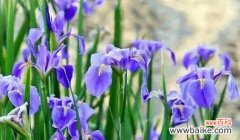 探寻鸢尾花背后的深层寓意 鸢尾草的花语