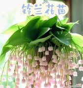 Miniso香水粉红的花语是什么？粉红花语代表什么味道？