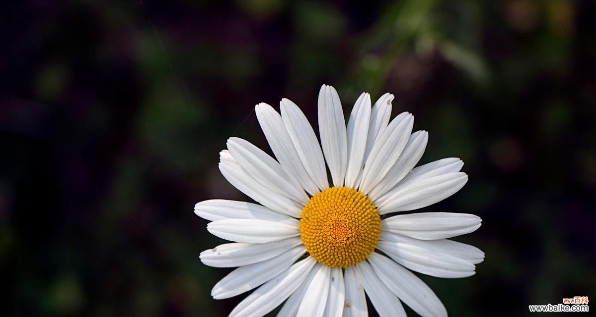 土培雏菊的花语是什么呢？它在花语中传递了哪些信息？