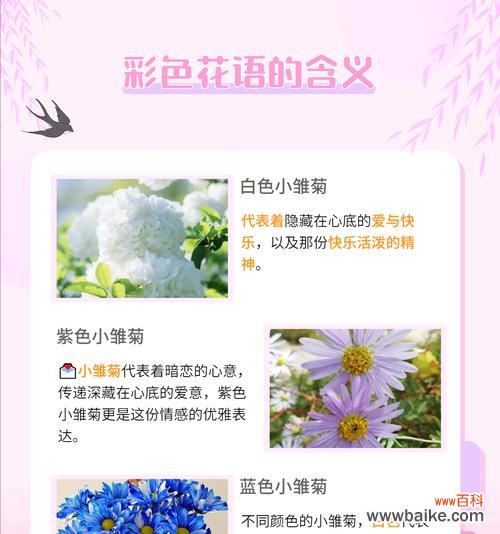 土培雏菊的花语是什么呢？它在花语中传递了哪些信息？